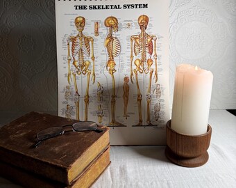 Vintage Anatomical Chart Book, Dark Academia Decor, Medical Illustration Flip Book, Classic Anatomy Charts, Library Study Aesthetic