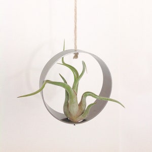 Stainless steel hanger for Tillandsia, holder image 2