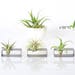 see more listings in the Tillandsia and Kokedama section