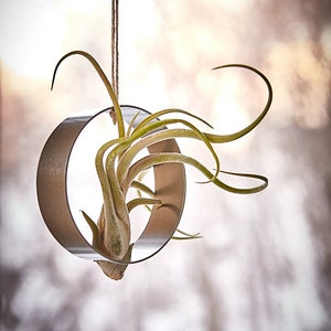 Stainless steel hanger for Tillandsia, holder image 4