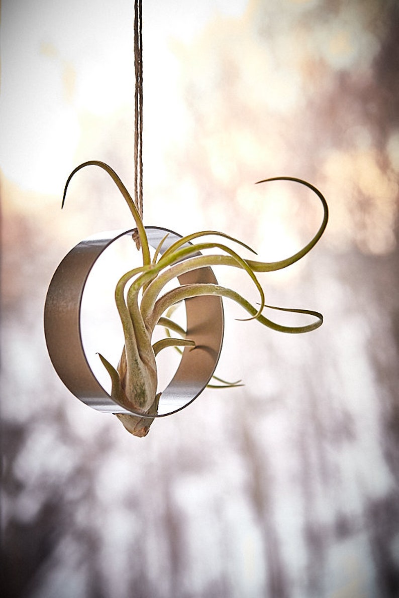 Stainless steel hanger for Tillandsia, holder image 4