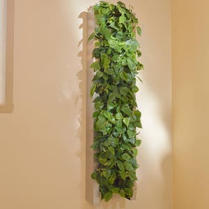 Mur végétal en acier inoxydable 14 x 58 pour aménagement intérieur ou extérieur image 4