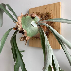 XGroße DIY-Edelstahlstütze zur Pflanzenmontage epiphytischer Pflanzen