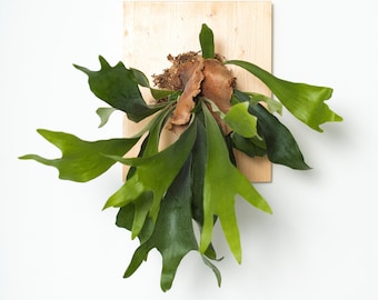 Support en acier inoxydable pour cadres végétaux DIY montage panache végétal plante épiphyte Corne d'elan Staghorn fern fougère orchidée