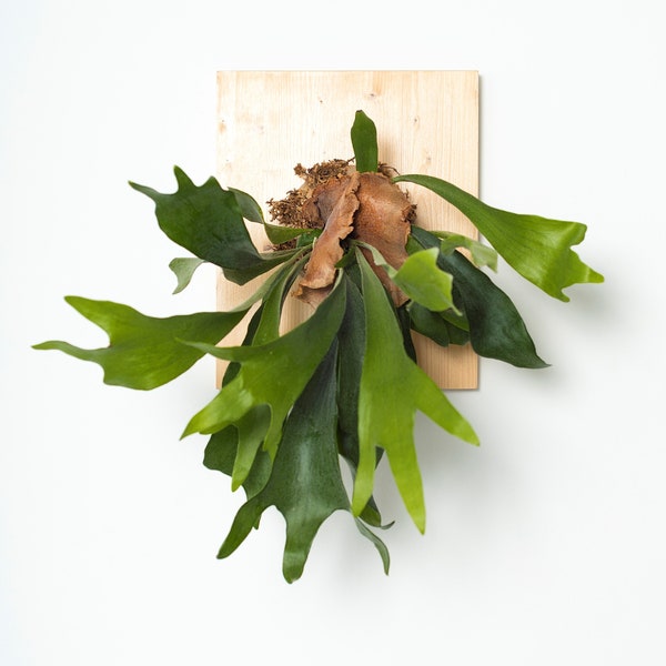 Support en acier inoxydable pour cadres végétaux DIY montage panache végétal plante épiphyte Corne d'elan Staghorn fern fougère orchidée