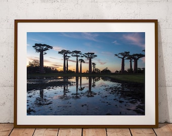 Madagascar Baobab Tree Sunset Print: Morondava Fine Art Photography