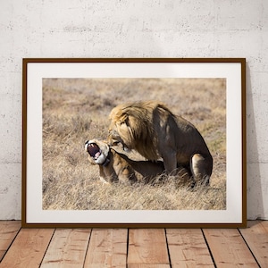 Mating Lions Photography: Serengeti Wildlife Art Print