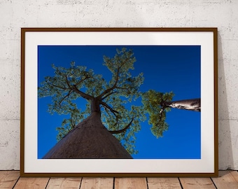 大きなバオバブの木の壁アート | カーステンボッシュ・ガーデンズ