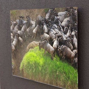 The Great Migration in Maasai Mara | Africa Wildlife Photography | Serengeti | Wildebeest Herd Migration | Nature Photos | African Wall Art