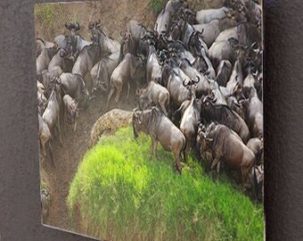 Wildebeest Migration Photography: Maasai Mara, Kenya - African Wall Art