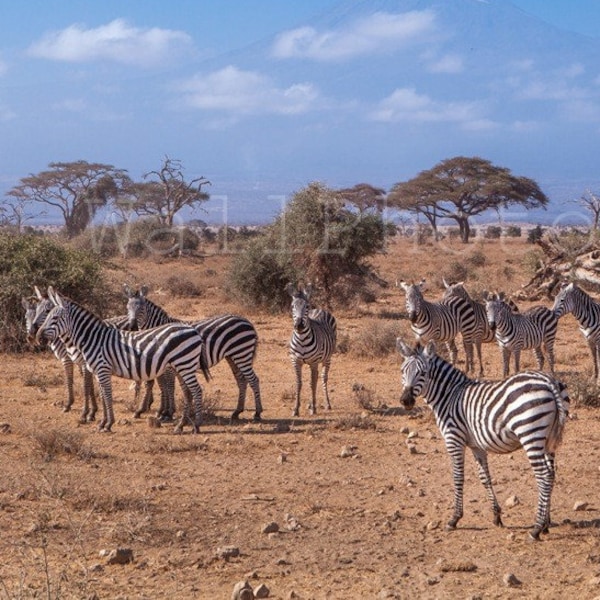 African Zebras Photo - Moremi Park Botswana. Wild Nature Photography. Safari home decor.