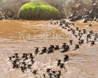 Great Wildebeest Migration Photo, Serengeti Wildebeest Migration, Migration  Pictures, Wild Nature Photography, Beest Migration Wall Art