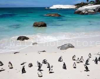 Penguin Photography, Simon's Town Penguins, South Africa Penguins, Beach Photography, Fine Art Photography, Penguins Print, Penguin Wall Art