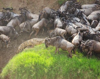 Great Migration, Africa, Kenya Photography, Serengeti, Wildebeest Herd Migration, African Wildlife, Wild Nature Photos, African Wall Art