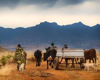 Lesotho Photography, Basotho Farmers in traditional Blankets, Cart, Dogs, Mountains, South Africa, Fine Art Photography, African Print Art