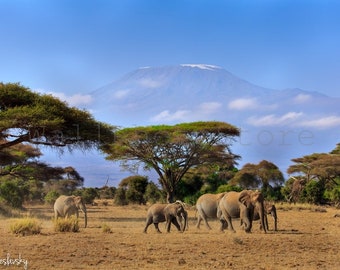 African Elephants Family, Kenya, Africa, Wild Nature, African Wildlife, Animal Photography, Elephant Family Print, African Elephant Poster