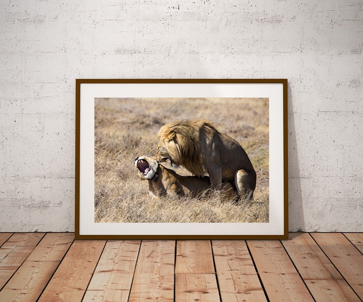 交尾中のライオンの写真：セレンゲティの野生動物のアートプリント
