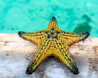 Colorful Starfish Art, Starfish Photography, Yellow Starfish, Starfish Print, Starfish Picture, Starfish Fine Art Print, Beach Photography