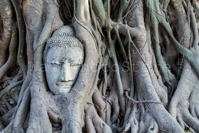 Buddha Head Statue in Tree Roots, Buddha Photography, Thailand Photography, Buddha Prints, Temple, Buddha Wall Art, Fine Art Photography image 1