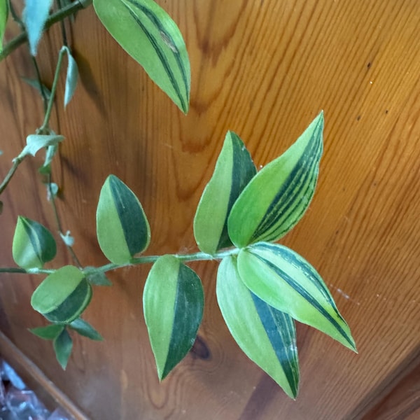 plant cutting bundle