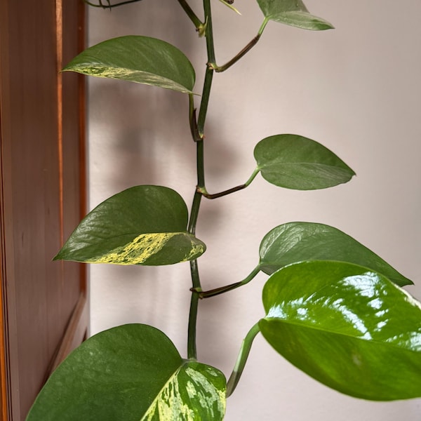 Golden Pothos Starter Plant in 3” Peat Pot | Devil’s Ivy | Easy-Care Indoor Vine