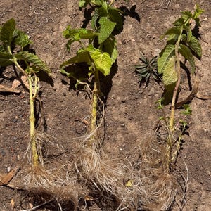 Peppermint rooted cuttings starter plants
