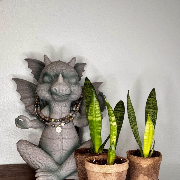 Snake plants