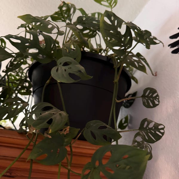 Monstera  adansonii, rooted starter plant