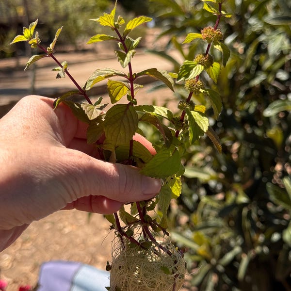 Ginger Mint rooted starter plant