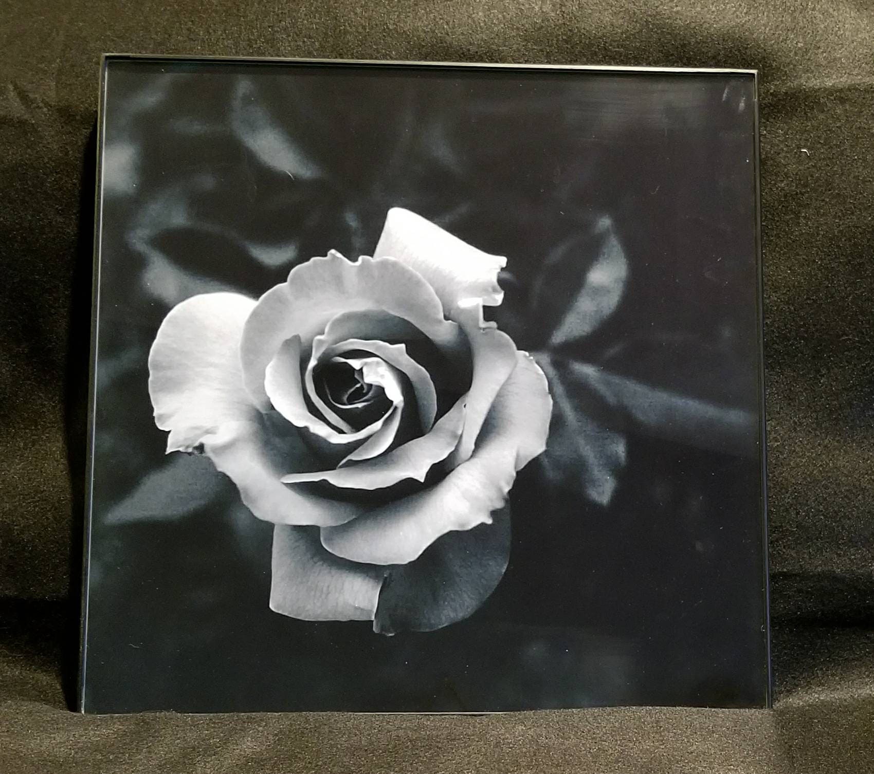 Black And White Rose Framed Print 50