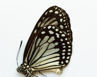 Borboletas de papel sem montagem para taxidermia artística Parantica vitrina Filipino glassy tiger 5 peças