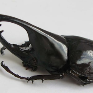 Puede incluir: Un escarabajo grande y negro con un cuerno largo y curvo. El escarabajo tiene un exoesqueleto brillante y liso.