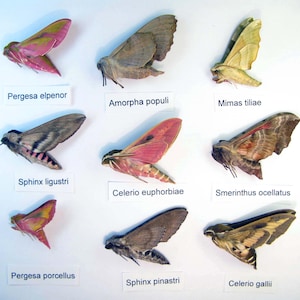Puede incluir: Una colección de nueve especímenes de polillas dispuestos en una cuadrícula, cada uno etiquetado con su nombre científico: Pergesa elpenor, Amorpha populi, Mimas tiliae, Sphinx ligustri, Celerio euphorbiae, Smerinthus ocellatus, Pergesa porcellus, Sphinx pinastri y Celerio gallii.