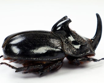 Riktig jättelik noshörningsbagge Trichogomphus martabani 55-60 mm för konstverk och samlingar taxidermi entomologi