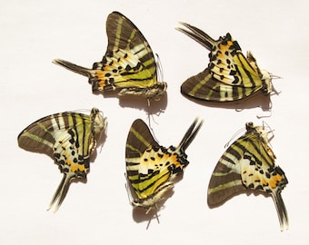Mariposas auténticas y económicas Graphium antiphates pompilius (A-) empapeladas sin montar, 5 piezas para obras de arte, taxidermia de insectos