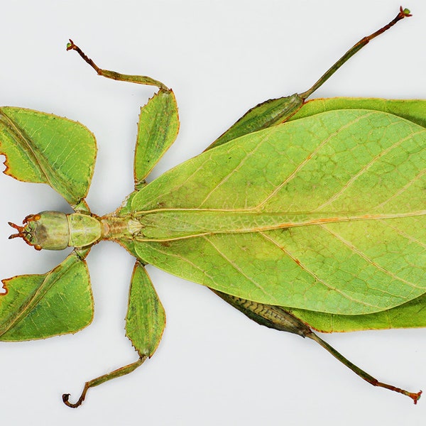 Real leaf insect Phyllium celebicum good for artwork and collections insect taxidermy Phyllidae