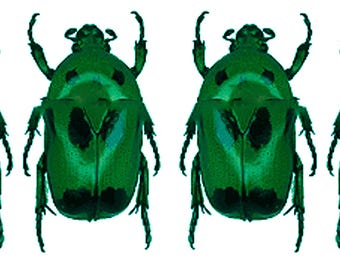 Escarabajos verdes 4 piezas (A-) Heterorhina sexmaculata para obras de arte, colecciones de entomología, marcos, taxidermia
