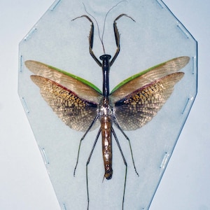 Puede incluir: Un espécimen preservado de mantis religiosa exhibido en una caja octogonal transparente. El insecto tiene un cuerpo marrón, alas verdes y marrones con patrones intrincados y patas largas y delgadas. Las alas están extendidas.