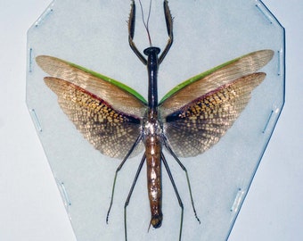 Mantis religiosa gigante real (Tenodera aridifolia) extendida para obras de arte, marcos y colecciones entomológicas