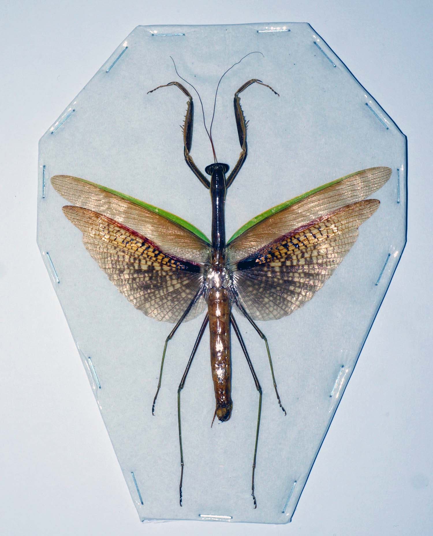 Giant mantis - Etsy 日本