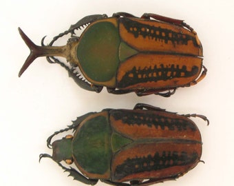 Megalorhina harrisi haroldi macho 45-50mm + escarabajo real hembra del Congo para obras de arte y colecciones taxidermia entomología