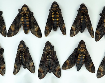 10 ejemplares A- (machos y hembras) de polilla Acherontia atropos ex-ovo (Sphingidae), polillas de la calavera auténticas, sin montar, ideales para obras de arte y marcos.