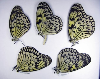 Idea leuconoe (mariposa de papel de arroz) 5 piezas al por mayor desmontadas para obras de arte y colecciones