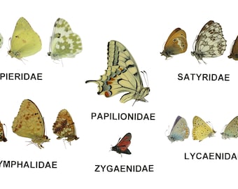 Conjunto de 15 mariposas de diferentes especies y colores para coleccionistas principiantes y entomólogos. Colección educativa de 6 familias de mariposas.
