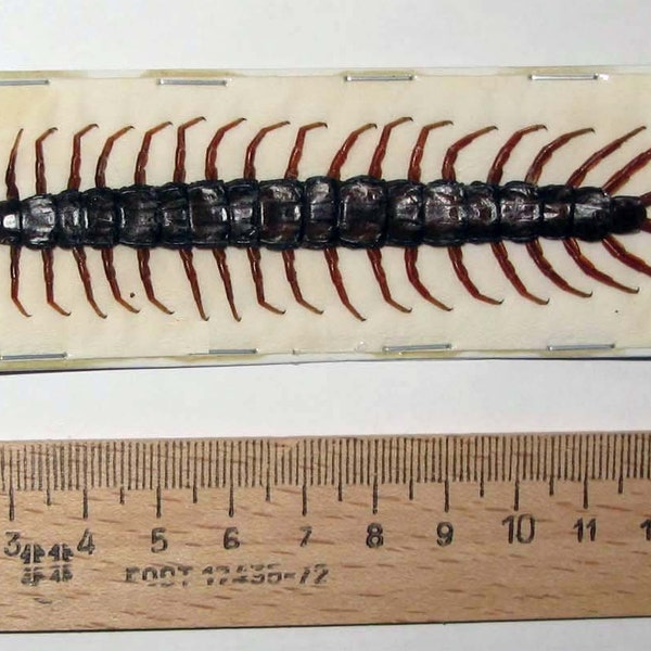 Real giant Scolopendra morsitans from Indonesia Horror Halloween Taxidermy insects