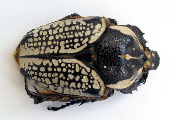 Goliathus Orientalis Female 60+mm From Congo for Artwork and