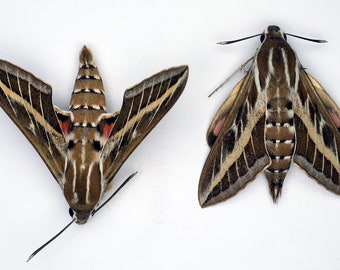 Striped Hawk-moth (Hyles livornica) 2pcs for artwork, entomology collection and frames