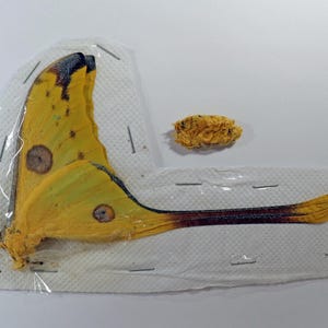 Real big Comet moth Argema mittrei male papered unmounted  for artwork and collection