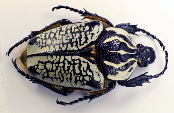標本 Congo Goliathus orientalis 88mm Congo Goliathus orientalis 88mm black - メルカリ