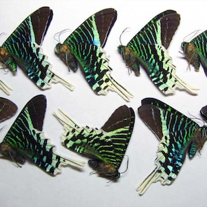 Falena a bande verdi Urania leilus su carta non montata 10 pezzi all'ingrosso per collezioni di entomologia artistica